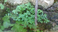 Pilea
