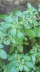 Pilea