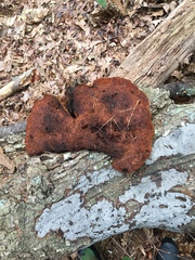 Phaeolus schweinitzii