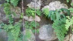 Pilea