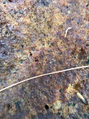 Phaeolus schweinitzii