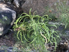 Choisya dumosa