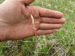 Danthonia intermedia