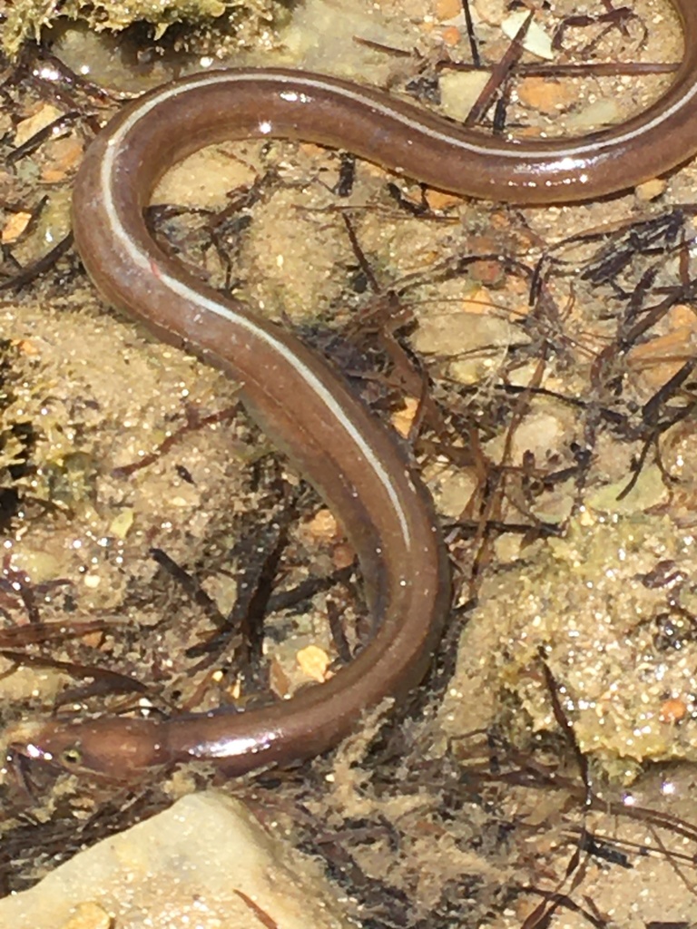 Longfinned Worm Eel from Pelican Point Road, Outer Harbor, SA, AU on