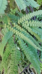 Adiantum