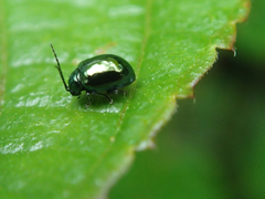 Syphrea