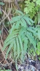 Adiantum