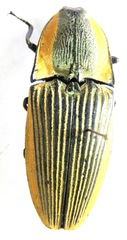 Chalcolepidius bomplandii