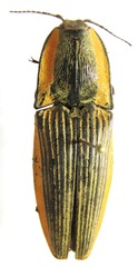 Chalcolepidius bomplandii