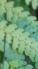 Adiantum