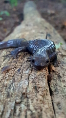 Ambystoma jeffersonianum