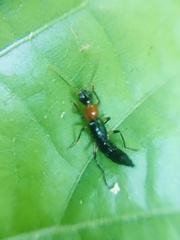 Paederus signaticornis