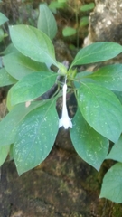 Barleria