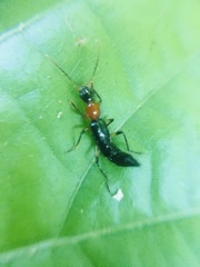 Paederus signaticornis