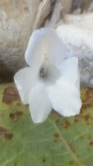 Barleria