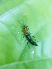 Paederus signaticornis