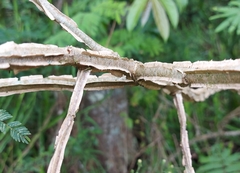 Piptadenia gonoacantha