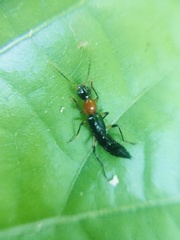 Paederus signaticornis