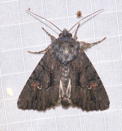 Relic Dune and Burgess' Apamea Moths photo 5