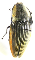 Chalcolepidius bomplandii
