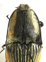 Chalcolepidius bomplandii