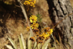 Espeletia boyacensis