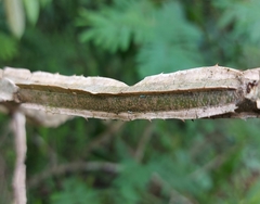 Piptadenia gonoacantha