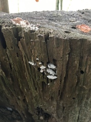 Trichaptum abietinum image