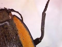 Chalcolepidius bomplandii