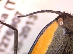 Chalcolepidius bomplandii