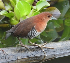 Laterallus albigularis