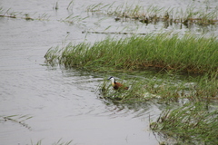 Actophilornis africanus