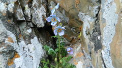 Meconopsis aculeata