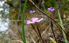 Patersonia juncea