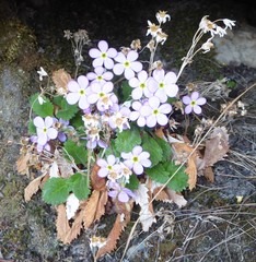 Primula caveana