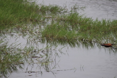 Actophilornis africanus