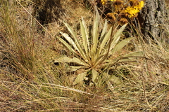 Espeletia boyacensis
