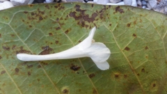 Barleria