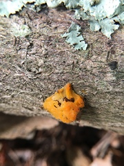 Dacrymyces chrysospermus