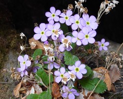 Primula caveana