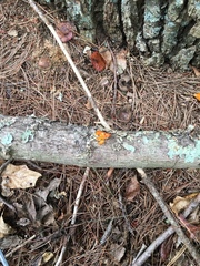 Dacrymyces chrysospermus