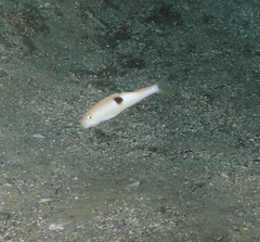 Parupeneus pleurostigma