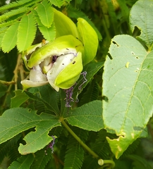 Passiflora cincinnata