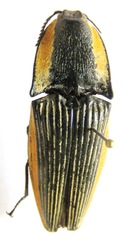 Chalcolepidius bomplandii