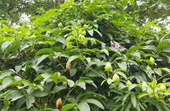 Passiflora cincinnata