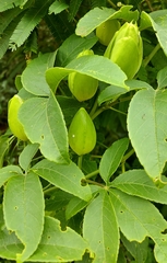 Passiflora cincinnata
