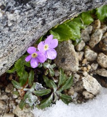 Primula caveana