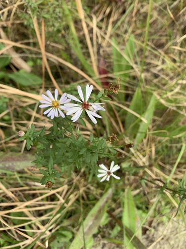 Image of Symphyotrichum fontinale by (c) Brandon Corder, some rights reserved (CC BY)
