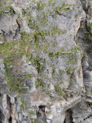 Chaenotheca chrysocephala