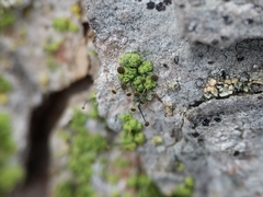 Chaenotheca chrysocephala